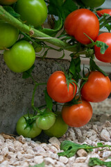 Red and green tomatoes hanging from branches with rocky ground inside a greenhouse on a farm in Doha, Qatar