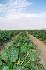Fototapeta na wymiar Stretching zucchini fields with blue sky on farmland on a farm in Doha, Qatar