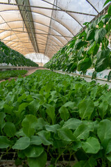 Tomato plants inside a greenhouse on a farm in Doha, Qatar