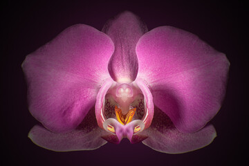 Closeup shot of an orchid on a black background
