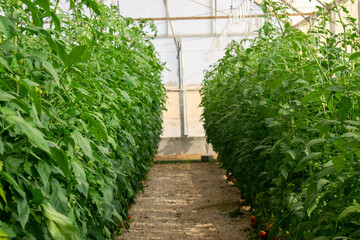 Tomato plants inside a greenhouse on a farm in Doha, Qatar