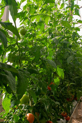 Tomato plants inside a greenhouse on a farm in Doha, Qatar
