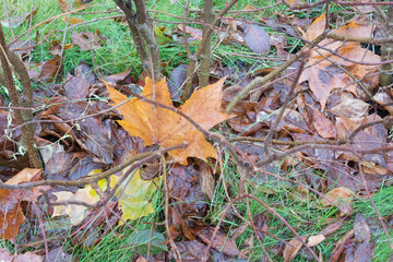 autumn leaves on the ground