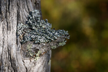 moss on old tree
