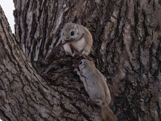 巣穴から出てくるモモンガ