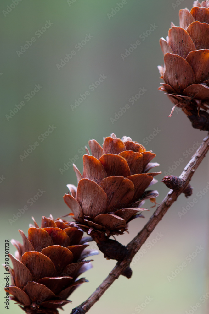 Sticker vertical shallow focus shot of three fir cones of a european larch (larix decidua)