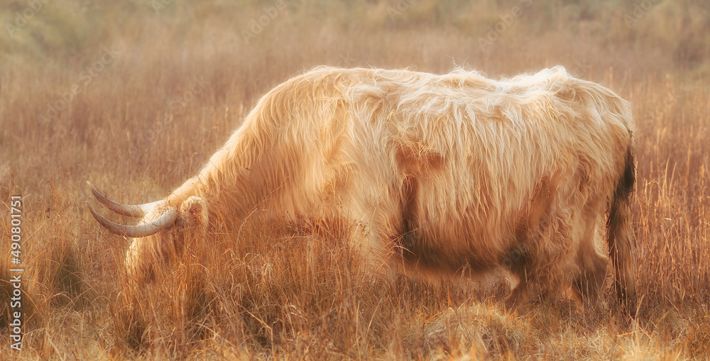 Sticker Scottish highland cow in the field