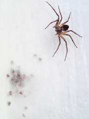 spider on a white background