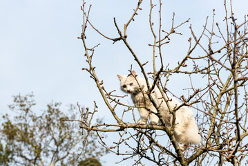 white cat up a tree. high key image