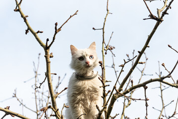 white cat up a tree. high key image
