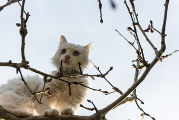 white cat up a tree. high key image
