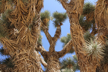 Closeup shot of Joshua Trees (Yucca Brevifolia) spiky trunk and branches