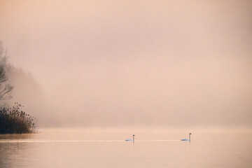 Beautiful view of two white swans swimming in a lake on a misty days