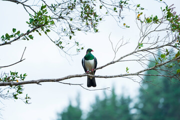  New Zealand Native Bird Kererū