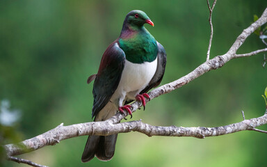  New Zealand pigeon Kererū