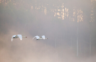 Beautiful view of two white swans flying on a misty days