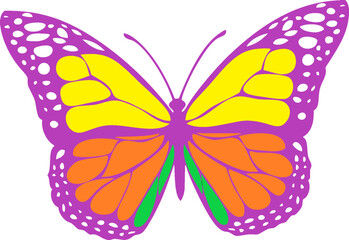 colorful butterfly