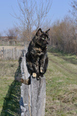 A calico cat sits on a wooden stump and looks in the distance
