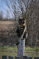 Obraz premium A calico cat sits on a wooden stump in a big yard