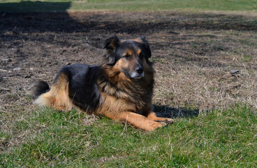 Mix breed German Shepherd dog sits in a yard on green grass
