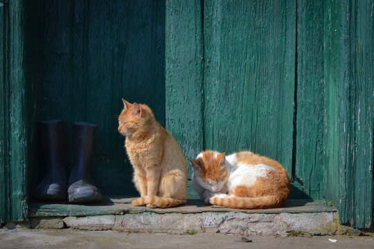 Two yellow tabby cats sitting in a yard on a green door threshold 