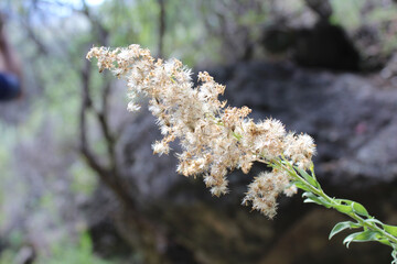 closeup of white flower petals