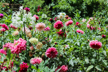 background with different colored flowers