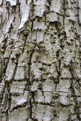 brown tree bark texture background