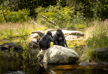 Pair of bonobo monkeys on rocks in a park - obrazy, fototapety, plakaty