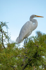 Great Egret