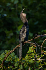 Anhinga Bird