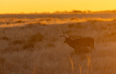 Mule Deer Buck at Sunset in Colorado in Autumn