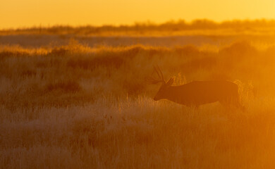 Obraz na płótnie Canvas Mule Deer Buck at Sunset in Colorado in Autumn