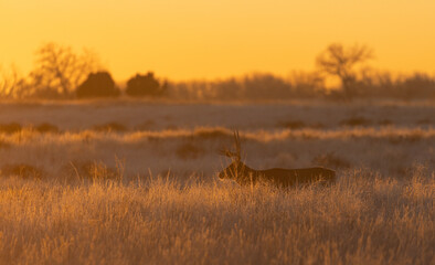 Mulet Deer Buck au coucher du soleil dans le Colorado en automne