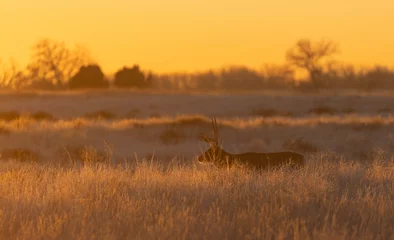 Crédence de cuisine en verre imprimé Couleur miel Mulet Deer Buck au coucher du soleil dans le Colorado en automne