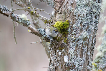 Closeup of a Rifleman on a tree
