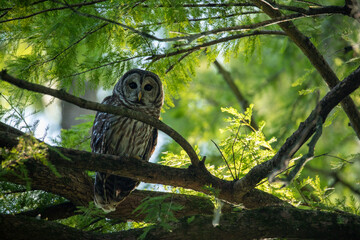 Barred owl