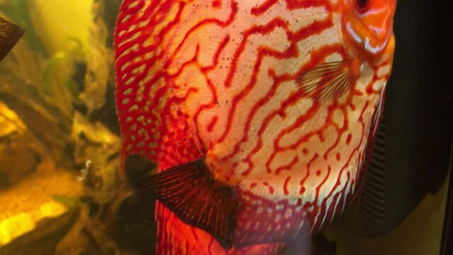 Diskusfische in einem Aquarium. Discusfische sind Buntbarsche.
