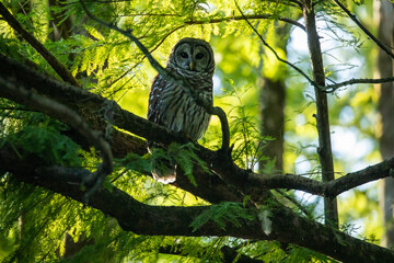 Barred owl