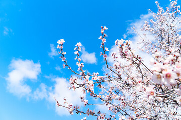 almond tree bloom