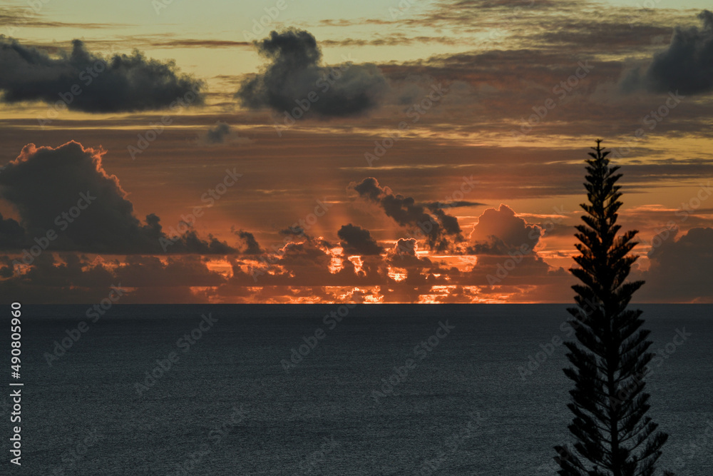 Canvas Prints Silhouette view of the sea and a pine tree at sunset