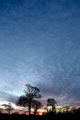  winter sunset on silhouette trees