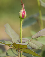 Vertical shot of a pink rose cocoon