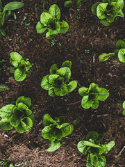 flat lay green sprouting lettuce in brown soil on an organic permaculture farm 