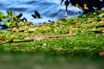 Egyptian mongoose (Herpestes ichneumon) on the grass
