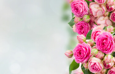 border of fresh pink roses close up