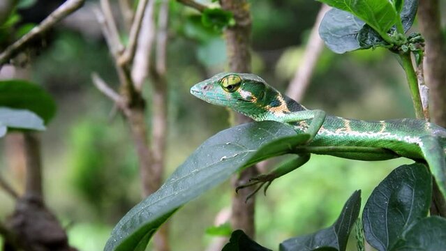 Lizard sits on a leaf in the jungle of Costa Rica Video