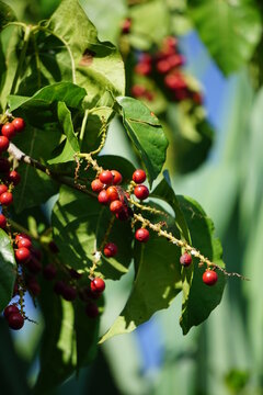 Antidema thwaitesianum (Also called Buah Buni) on the tree. Antidema have 101 accepted species in the genus