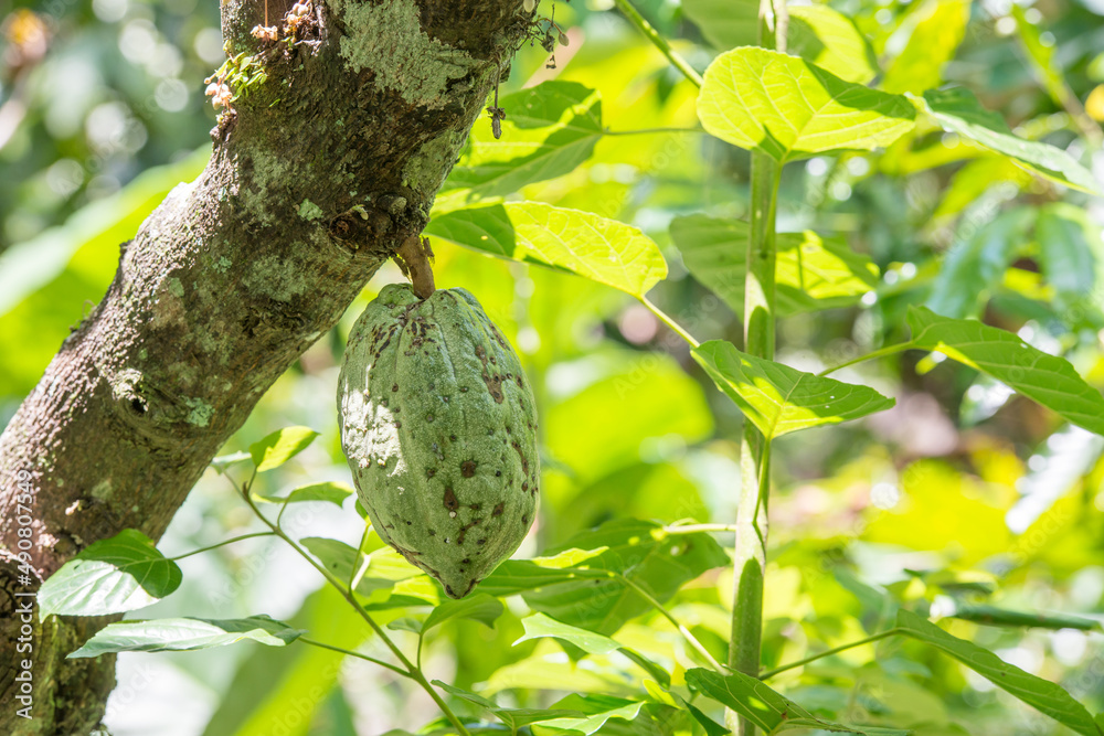 Sticker closeup of a cacao pod on a tree getting ready to become chocolate