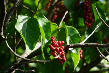 Antidema thwaitesianum (Also called Buah Buni) on the tree. Antidema have 101 accepted species in the genus